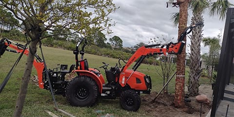 Tree Trimming in Southwest Florida